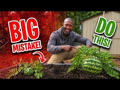 Most People Plant Watermelons WRONG — Do This Instead