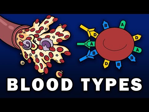 BLOOD TYPES – ABO and Rh Blood Group Systems