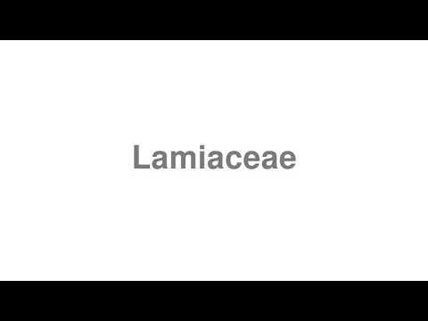 How to Pronounce "Lamiaceae"
